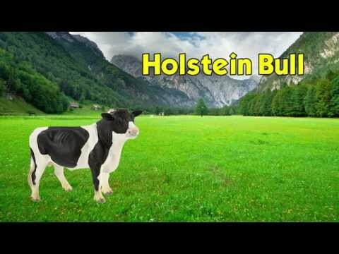 Holstein Bull Toy