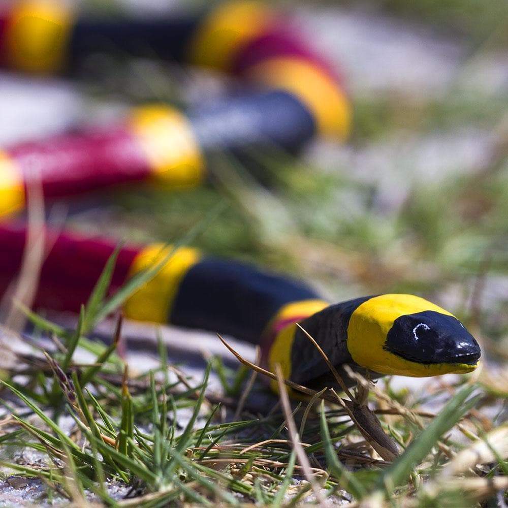 Coral Snake Toy