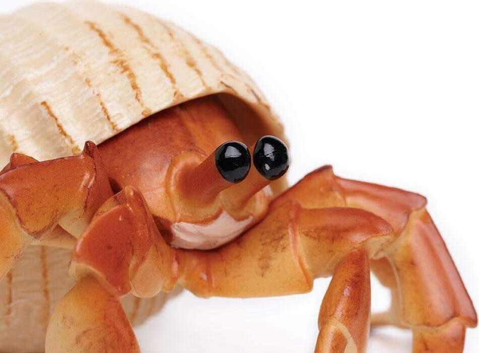 Hermit Crab Toy