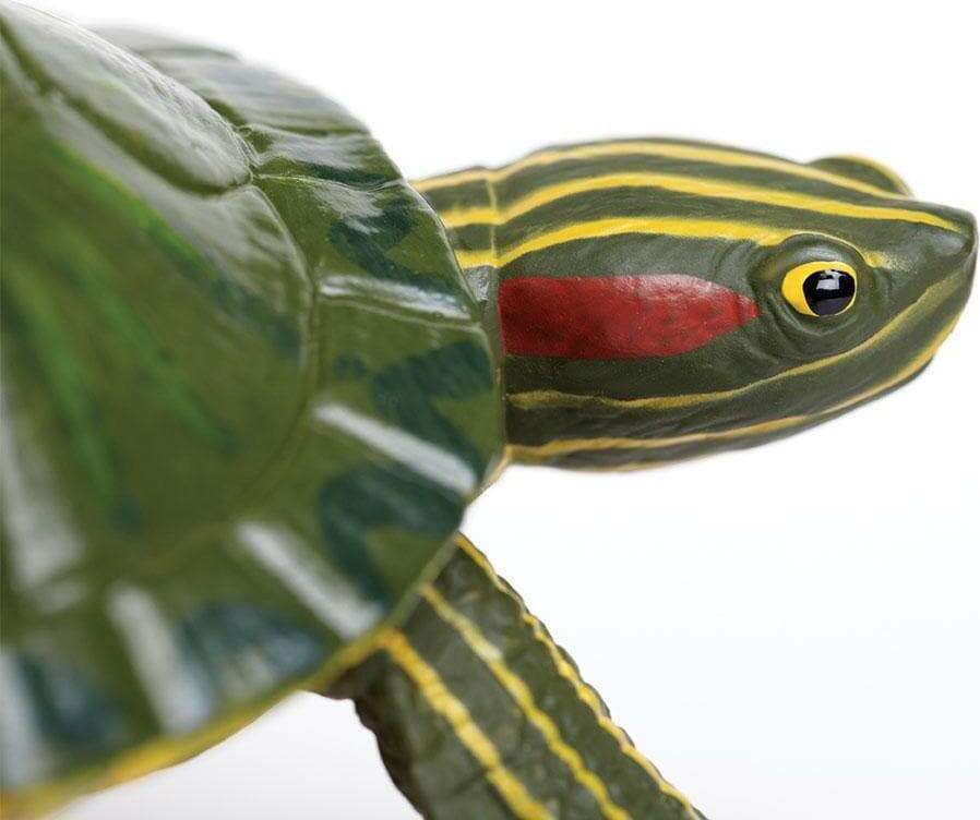 Red-Eared Slider Turtle Toy