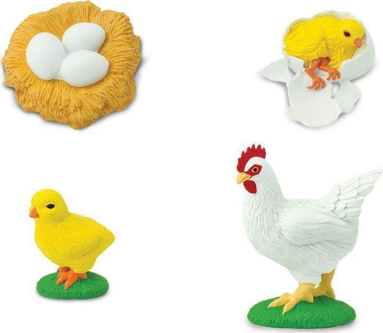 Life Cycle of a Chicken