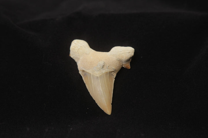 Shark Tooth 3" Individual