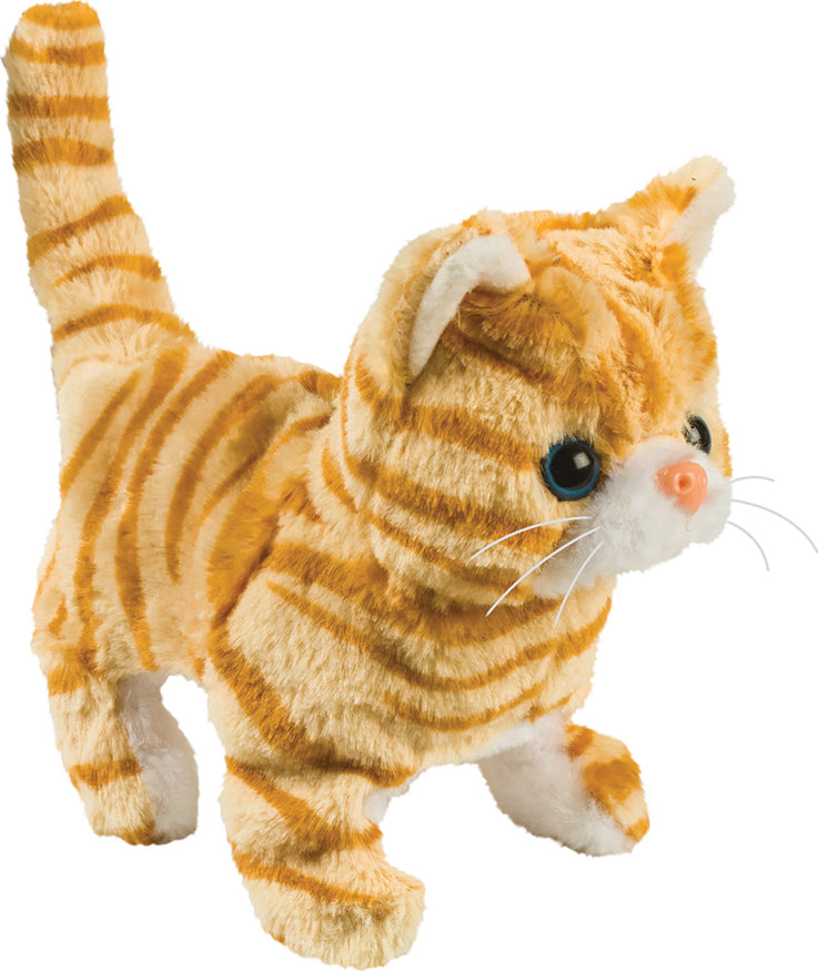 Casanova The Walking Kitten