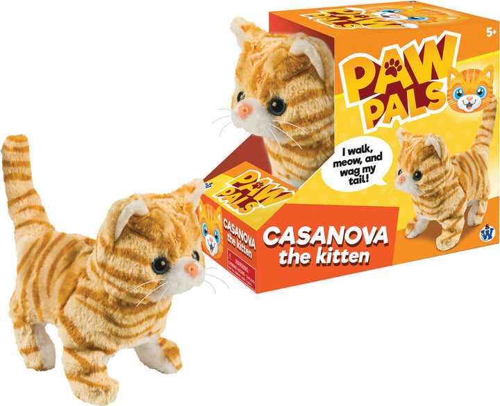 Casanova The Walking Kitten