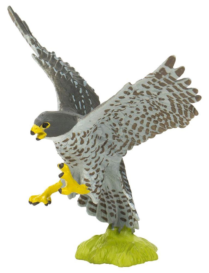 Bird - Peregrine Falcon