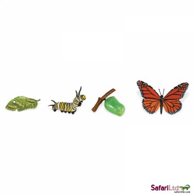 Safariology Life Cycle of a Monarch Butterfly