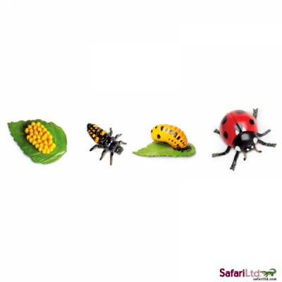 Safariology Life Cycle of a Ladybug