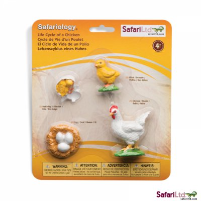 Safariology Life Cycle of a Chicken