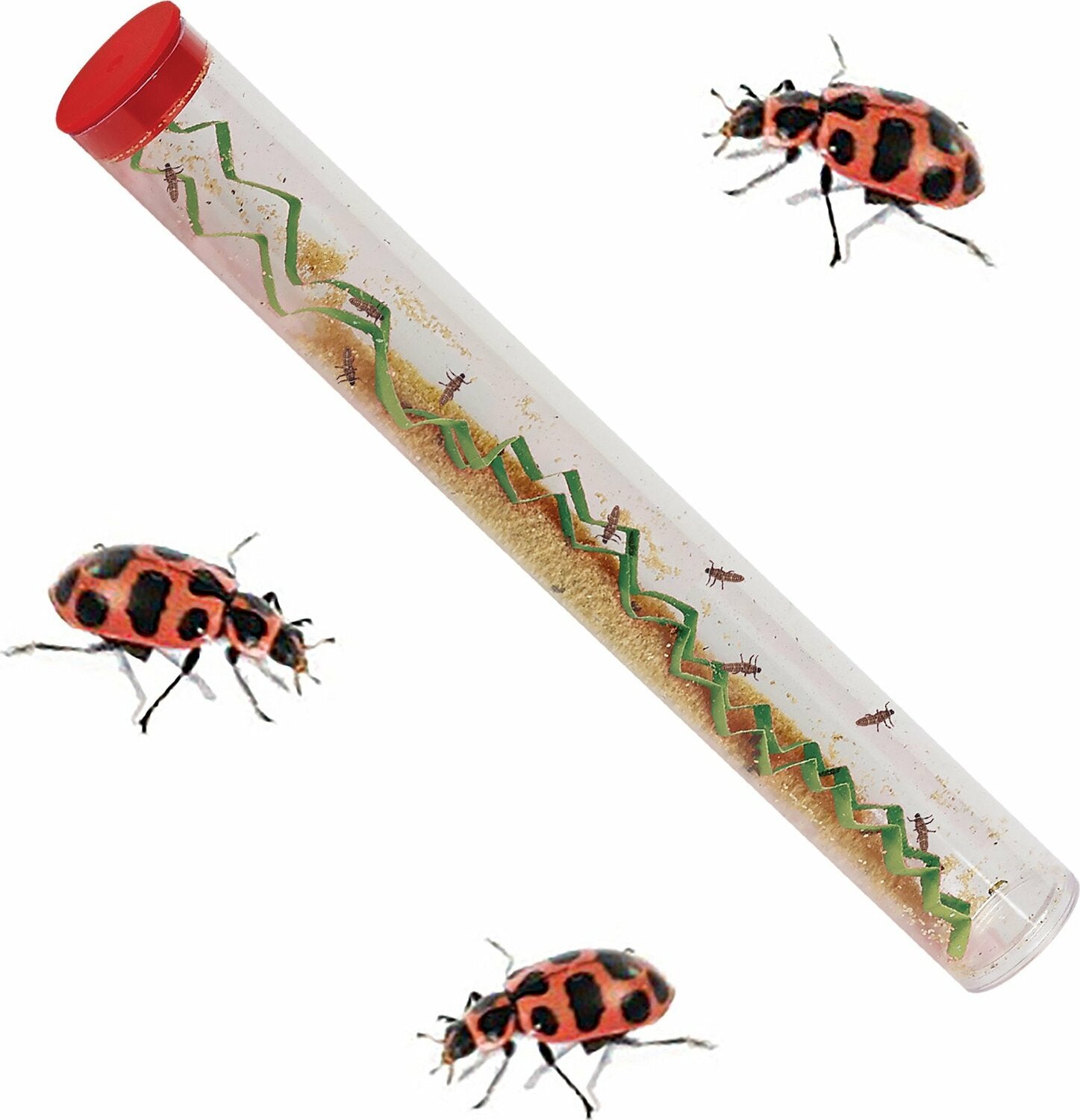 Ladybug Land – Stevenson's Toys & Games