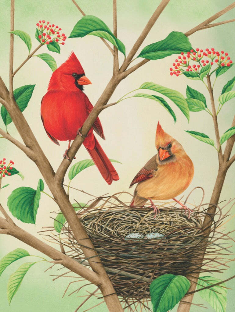 Northern Cardinals Puzzle (500 Pc)