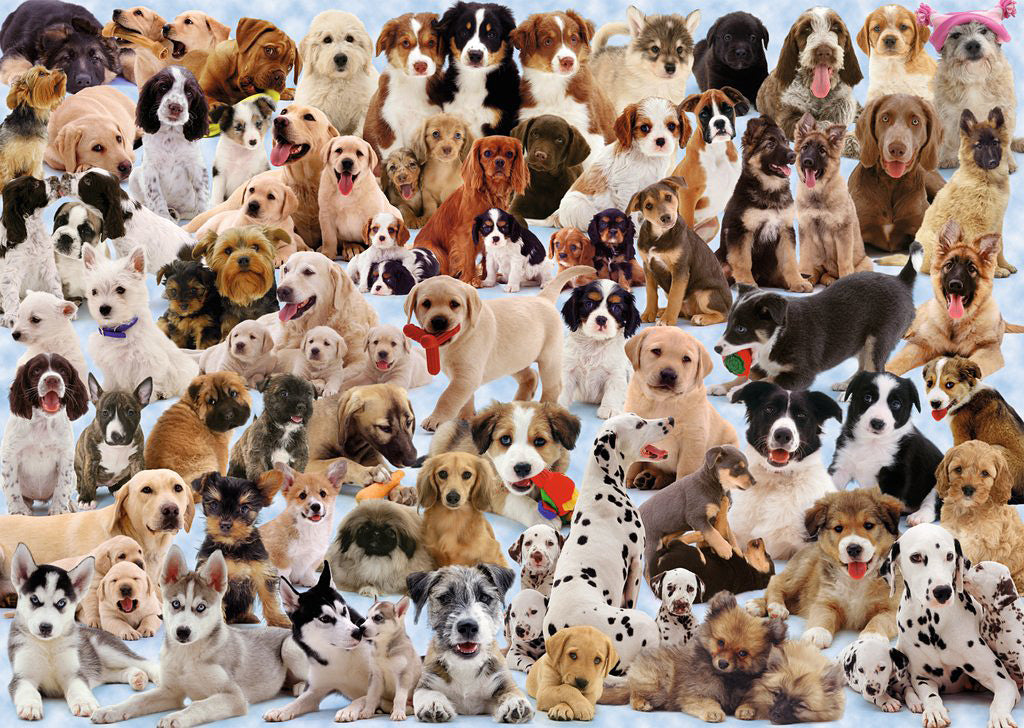 Dogs Galore! 1000pc