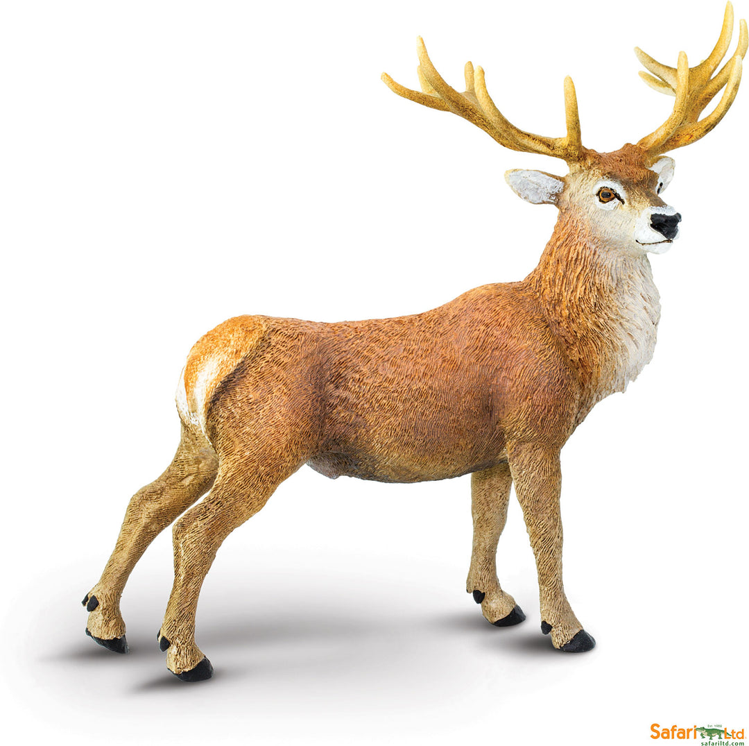 North American Wildlife Red Deer Buck