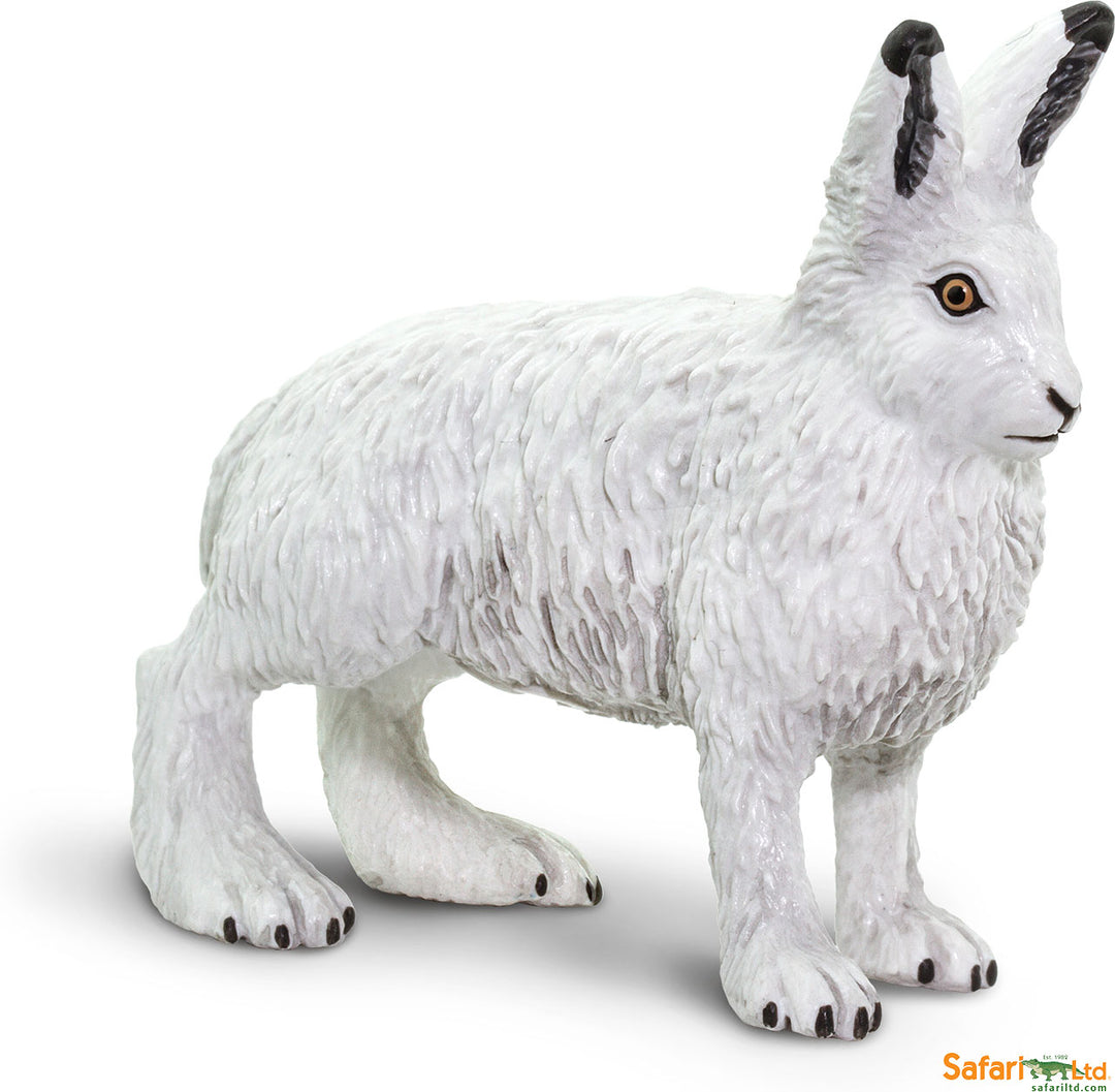 North American Wildlife Arctic Hare