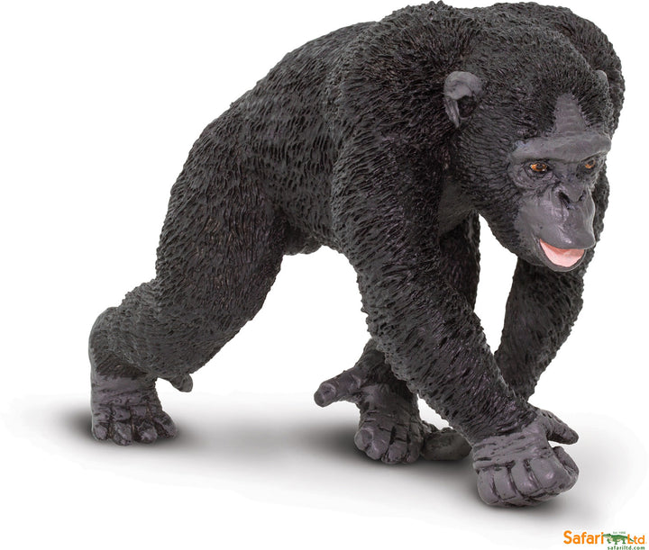 Wild: Chimpanzee