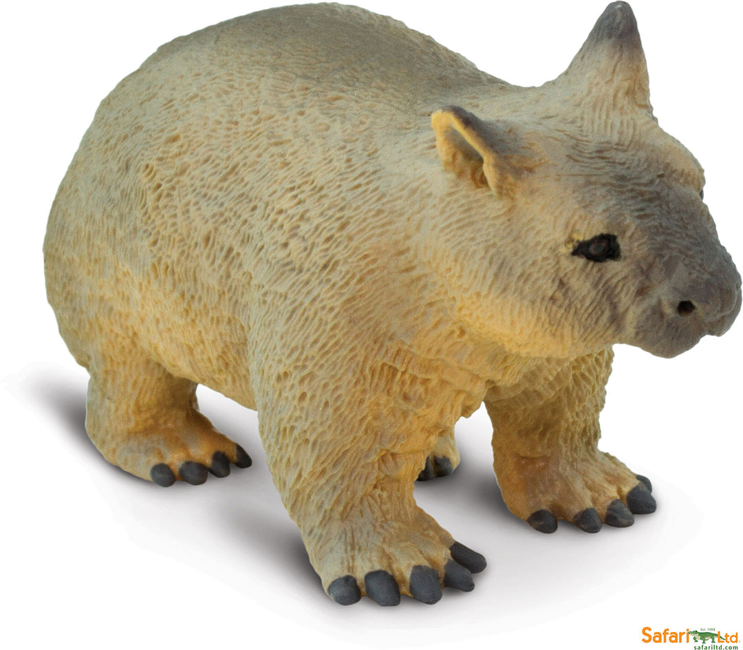 Wild: Wombat