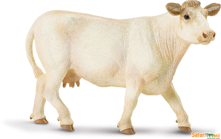 Farm Charolais Cow