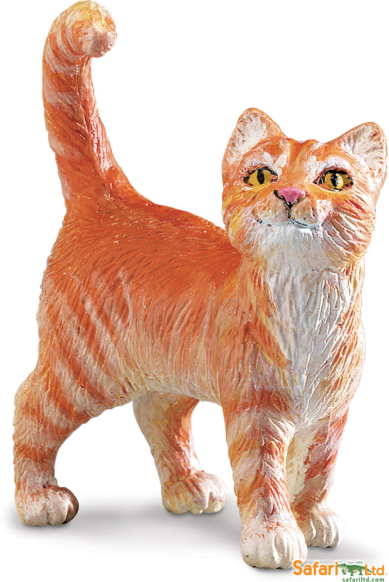 Farm Orange Tabby Cat