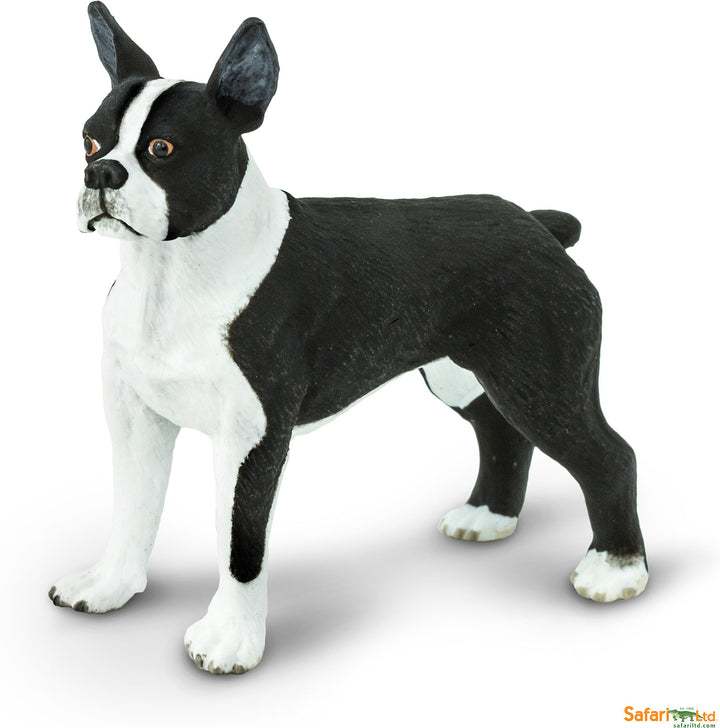 Dog: Boston Terrier