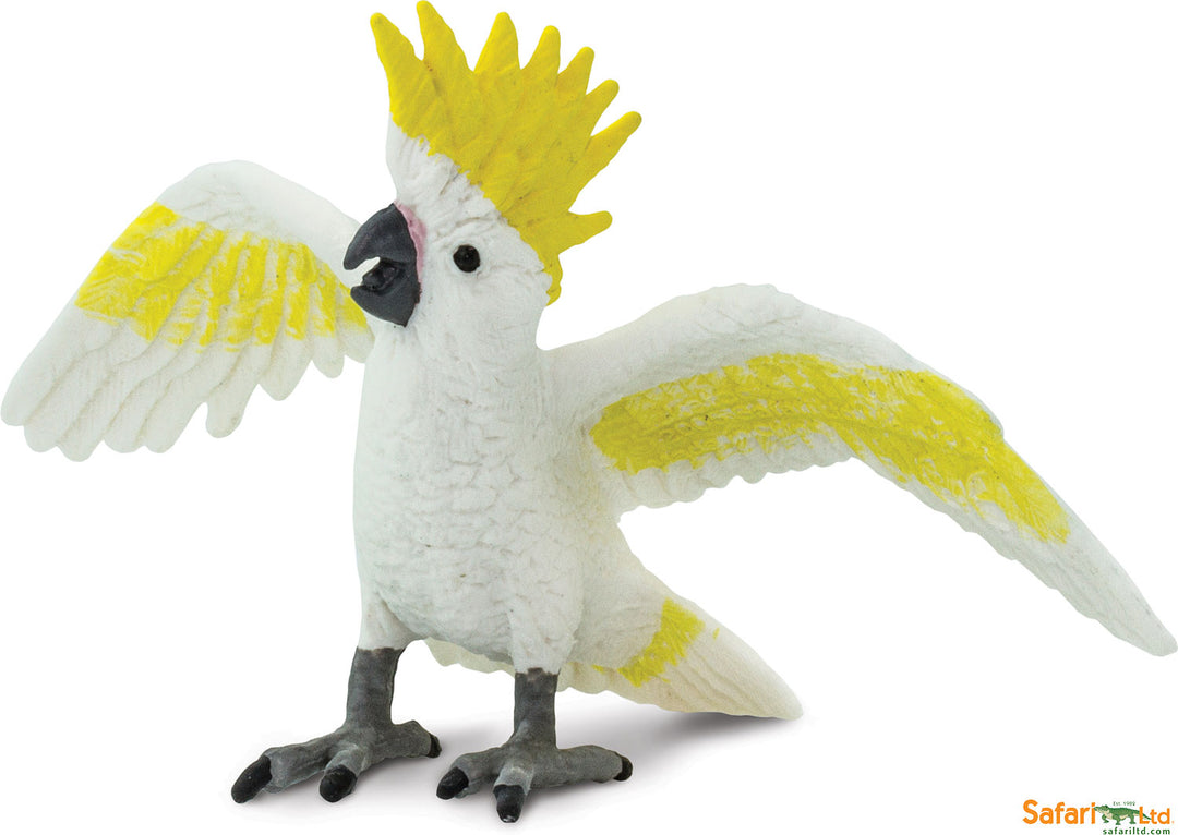 Bird: Cockatoo