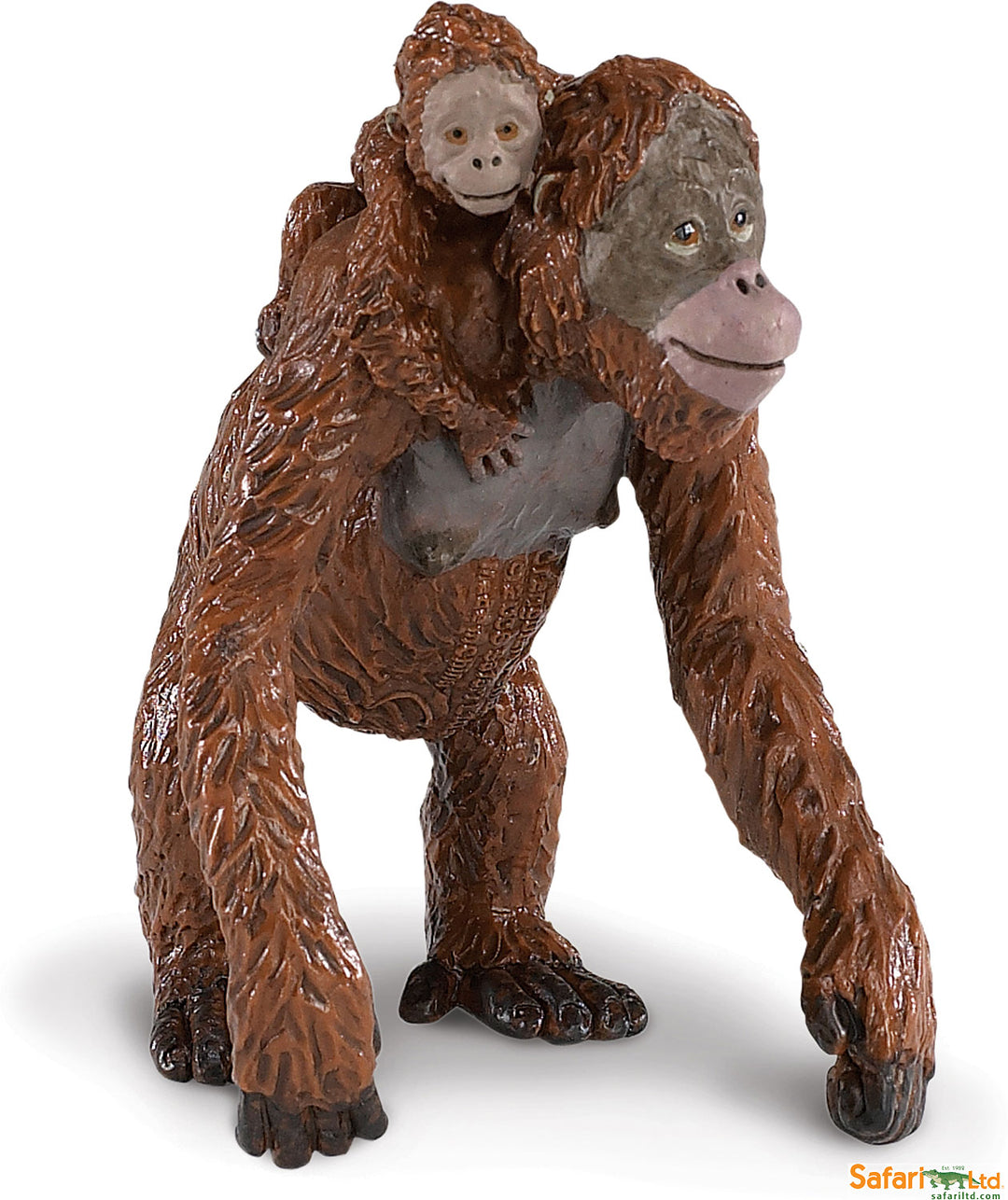 Safari Wild Orangutan with Baby