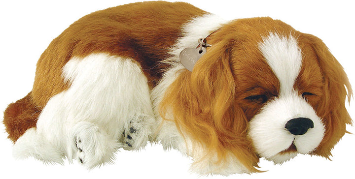 Perfect Petzzz - Cavalier King Charles